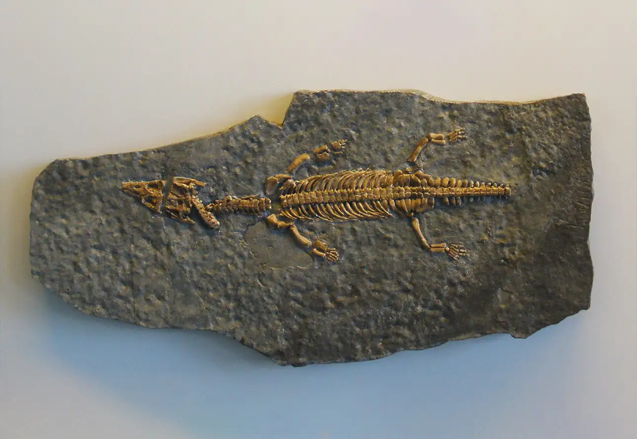 fossilized lizard positioned on a rock